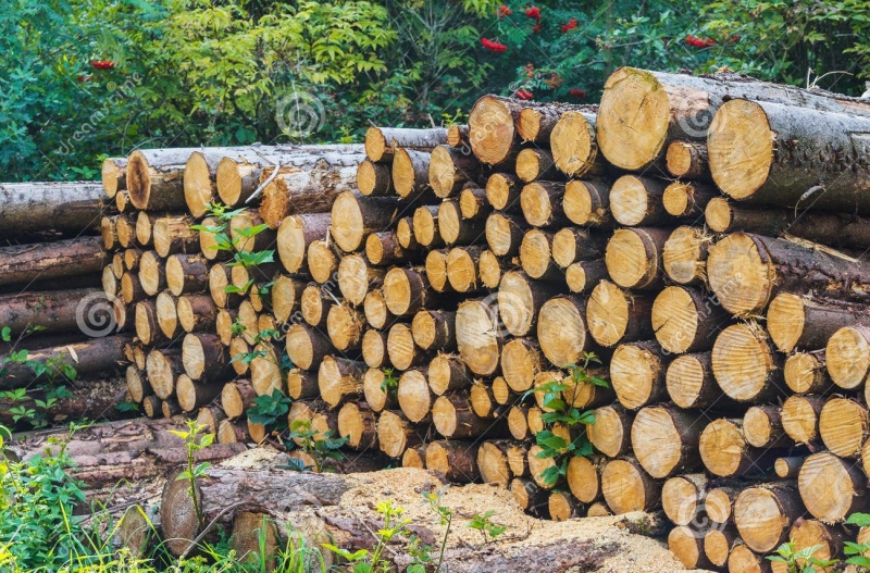 Adjudication de bois de chauffage