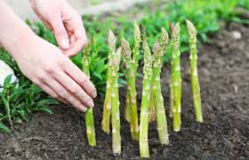 Arrêté de reconnaissance calamités agricoles pour pertes de fonds sur plants d'asperges et de framboises