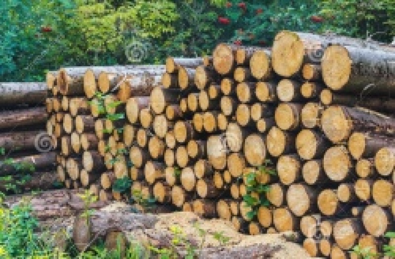 Adjudication de bois de chauffage